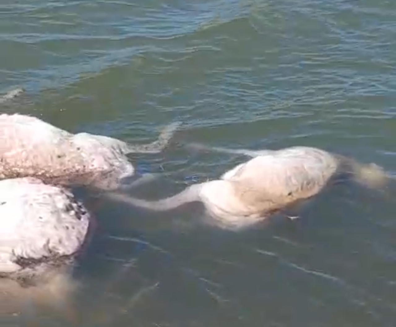 30 сайгаков утонули в ЗКО